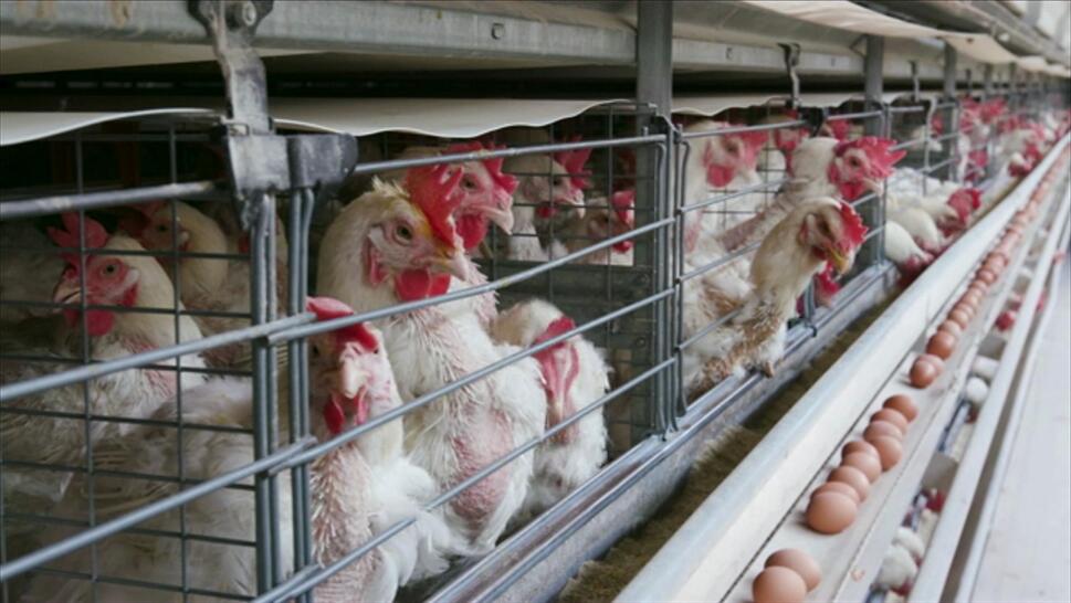 A dairy worker in Texas tested positive for bird flu, leaving some wondering if humans and our food supply are at risk. 