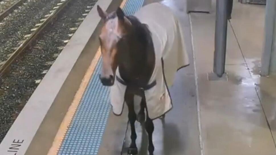 Security footage from a station in Sydney, Australia, shows a horse on a train platform.