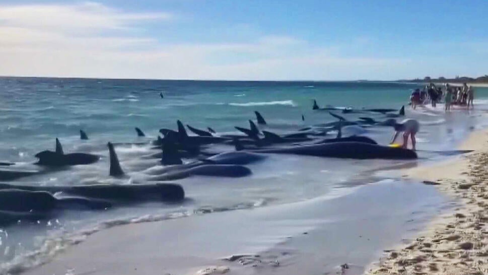 At least 28 pilot whales died after 4 pods, totaling about 160 whales, were stranded on a Western Australia beach.