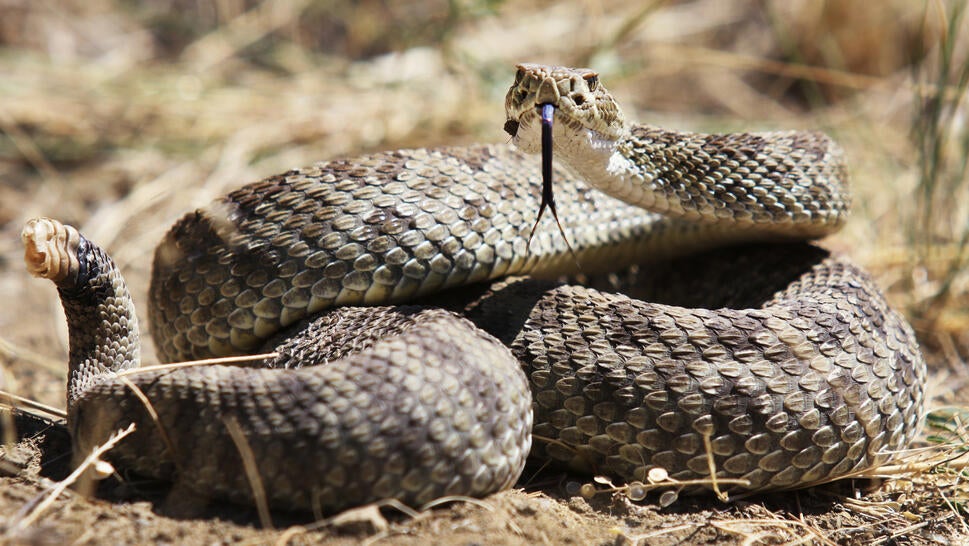 Rattlesnake 