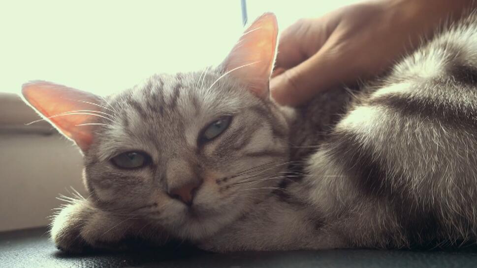 Cats Diagnosed With Bird Flu in New York