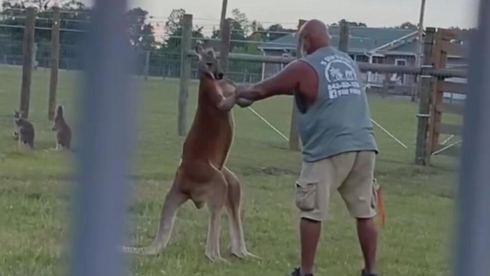Man in close contact with adult kangaroo