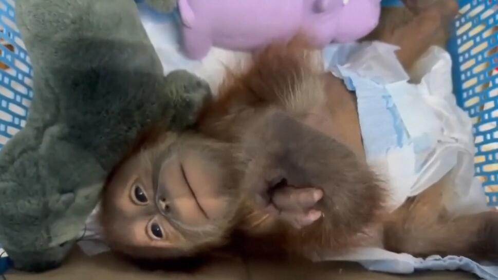 Baby Orangutan