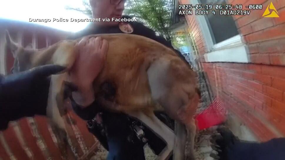 Officer wrangles a kangaroo