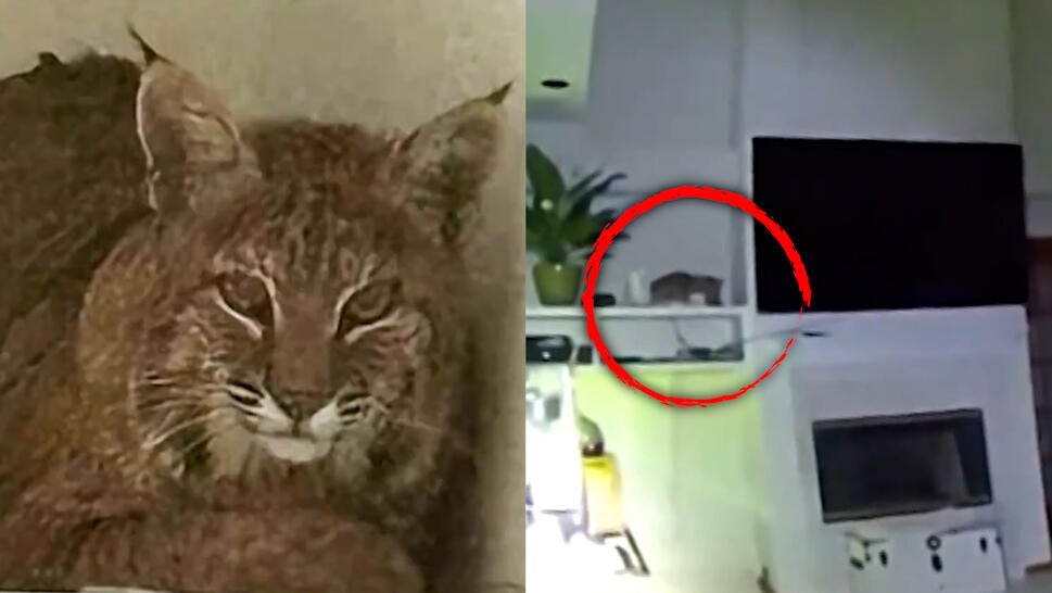 Photo of uninvited bobcat in Colorado home, wider shot of the living room, with a red circle around the bobcat sitting on a shelf