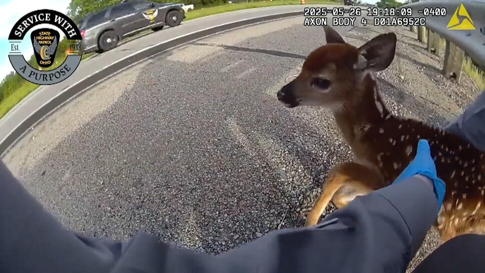 Baby Deer Rescued From Side of Road