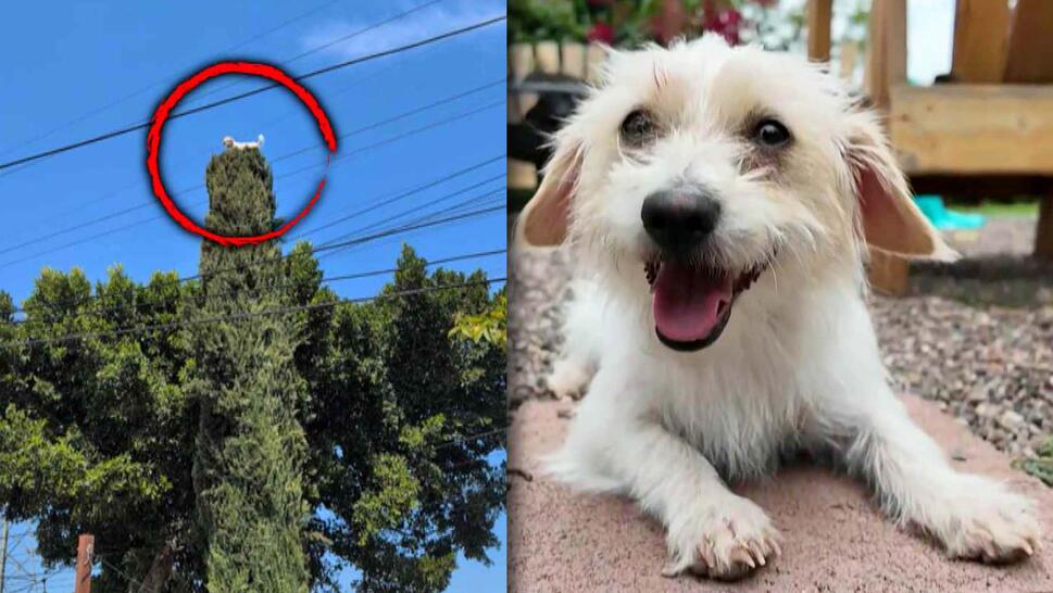 Red circle over a white dog at the top of a very tall tree / White dog laying on ground