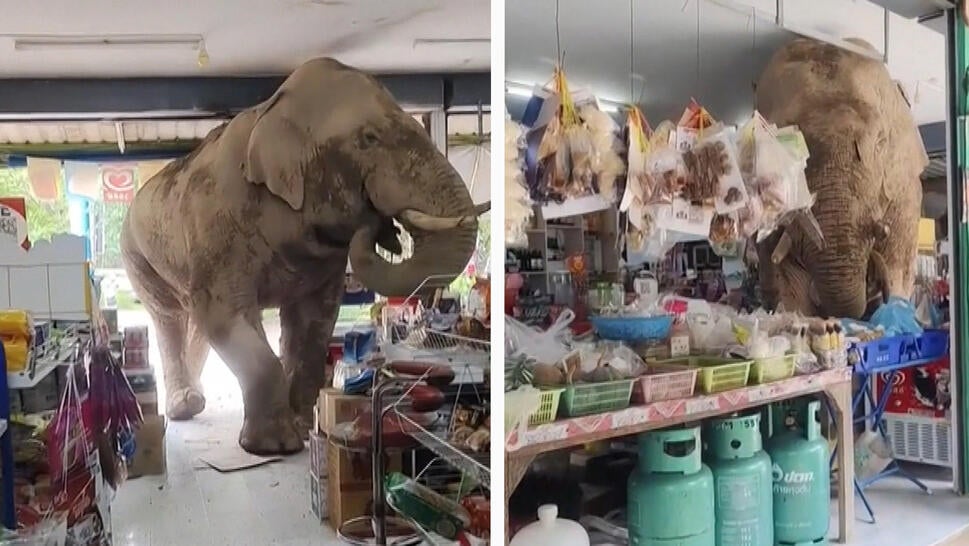 Elephant inside a grocery store in Thailand 