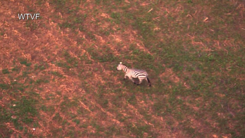  Zebra on the Loose Days After Going Missing From Tennessee Stable