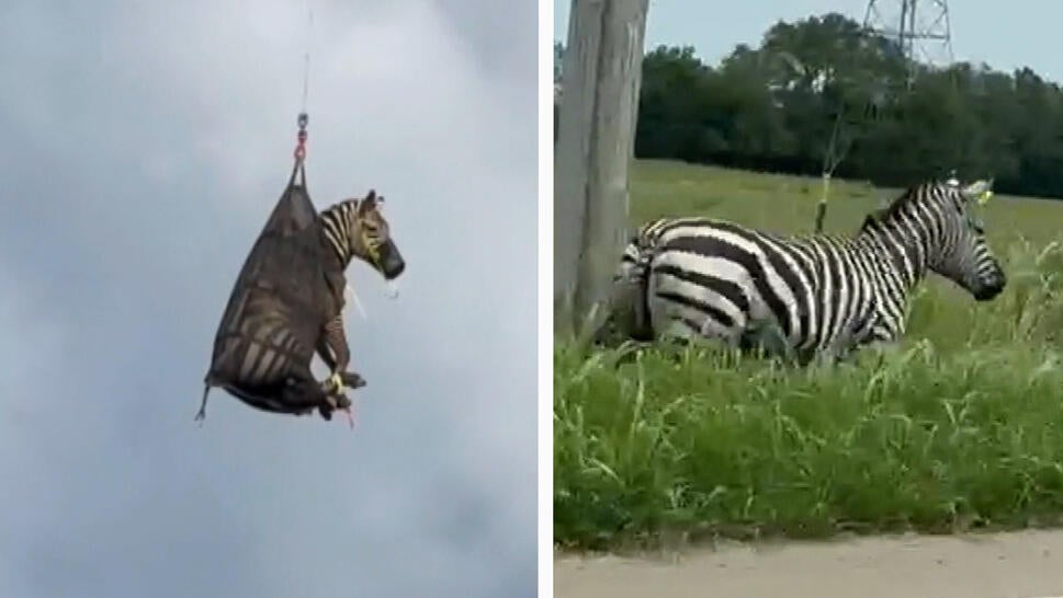 Ed, the Captured Pet Zebra