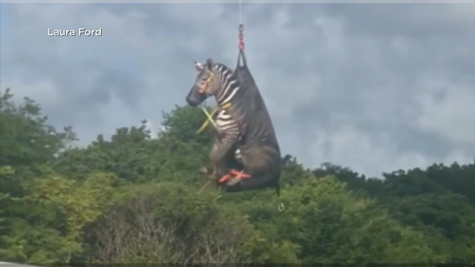 Escaped Zebra Caught