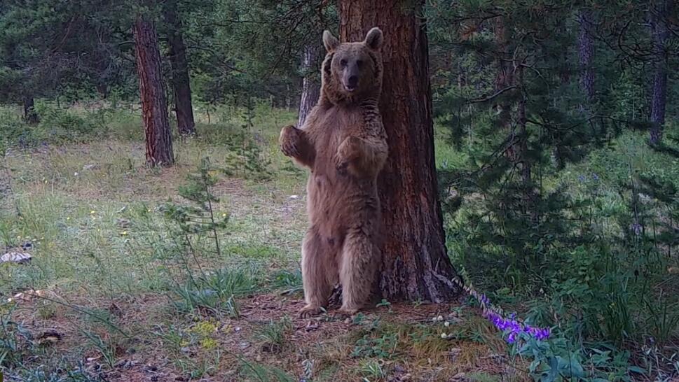 Bear Uses Tree for Backscratching 