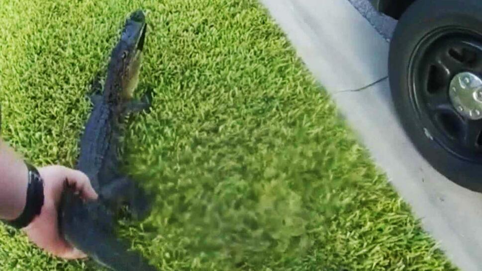Hand holding onto a baby alligator in the grass