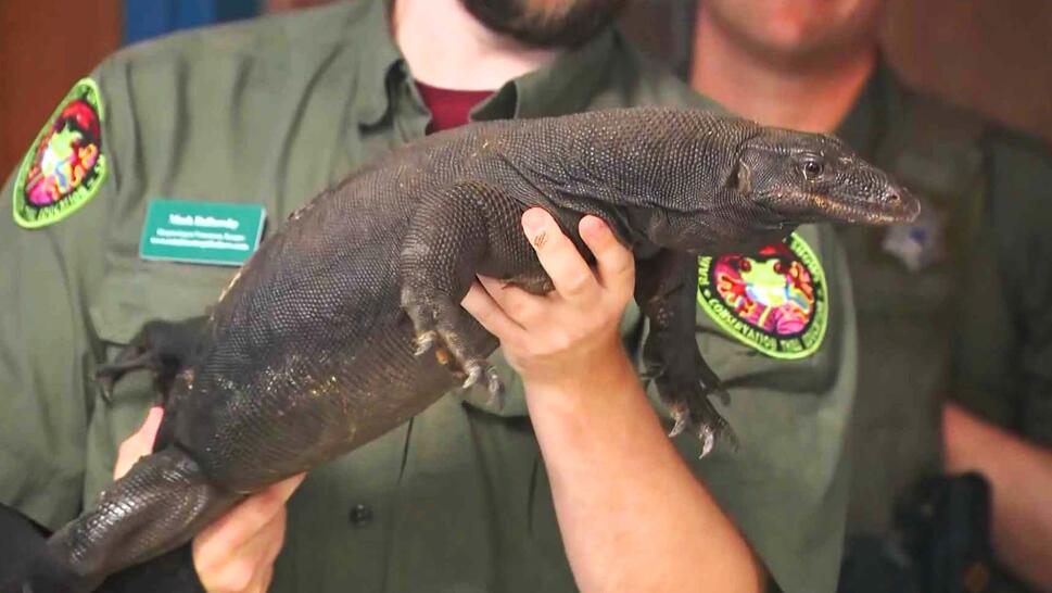 Officer holding lizard