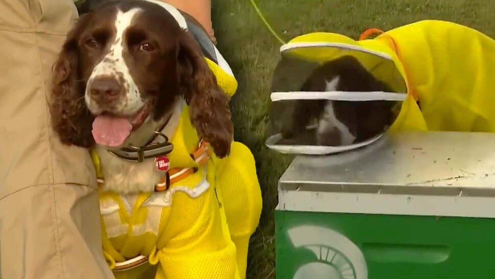 Dog wearing beekeeper suit