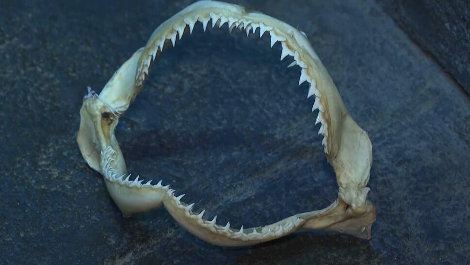 Shark teeth