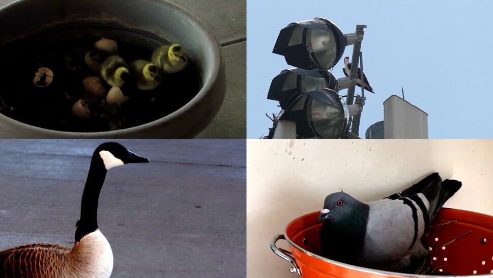 clockwise from top left: baby geese, osprey nesting on light tower, pigeon in a spaghetti strainer, goose