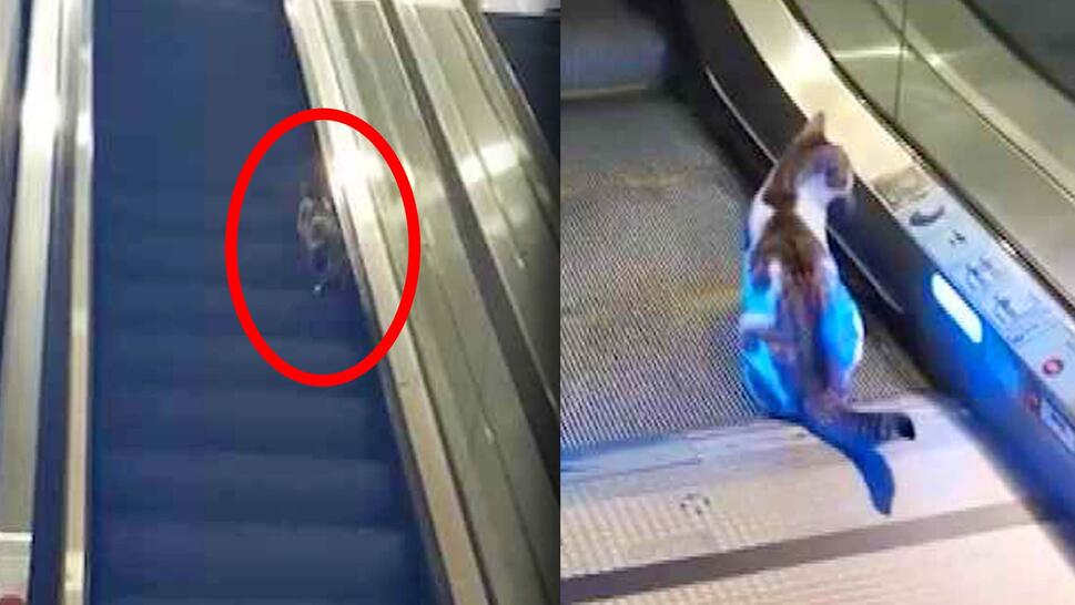 Cat on an escalator stair in a red circle / Cat sitting at the bottom of an escalator