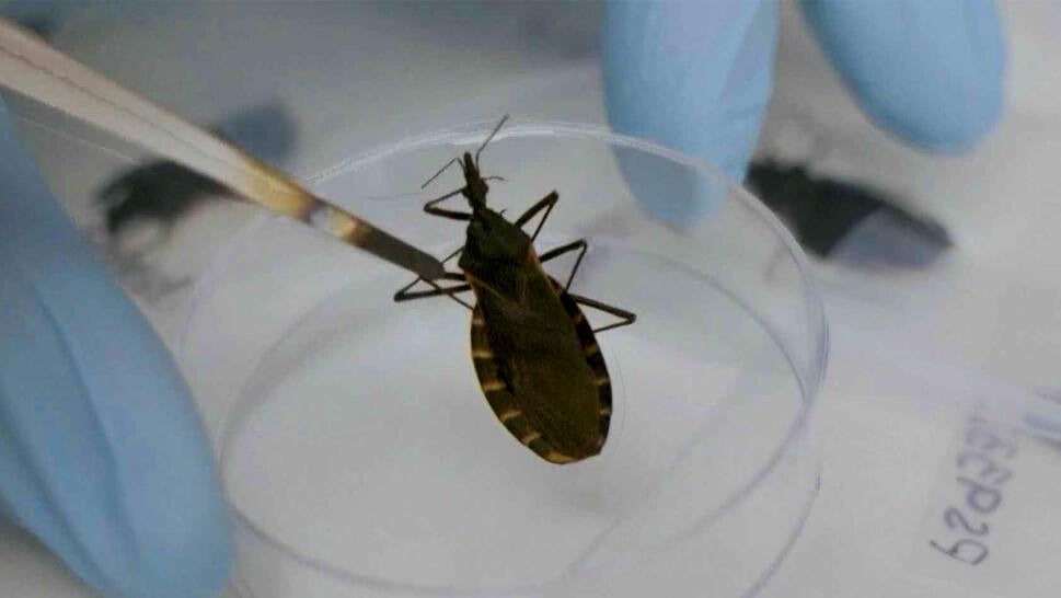 Scientist holding a large bug with tweezers over a petri dish