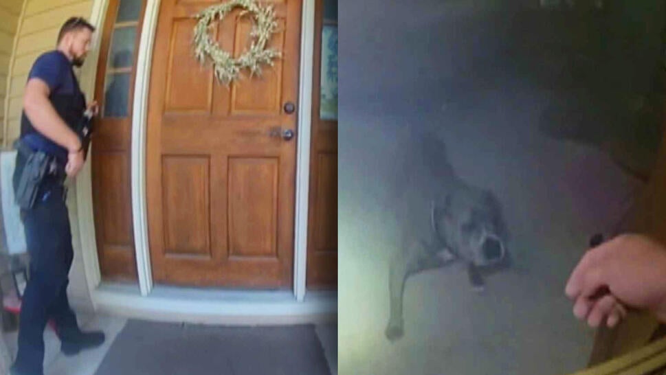 Cop standing outside door, hand reaching for dog