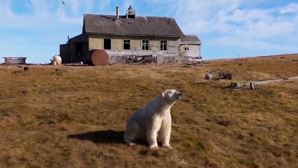 Polar bear sitting in front of house