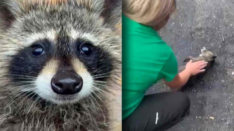 Raccoon looking into camera / Woman administering CPR on a small raccoon laying on the ground