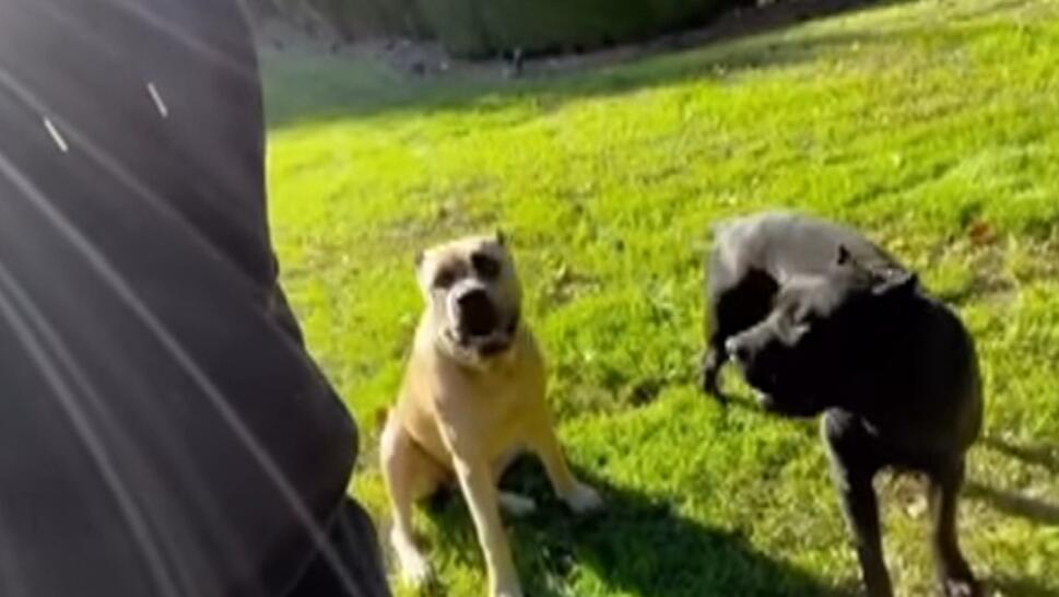 Tyrese Gibson's Dogs