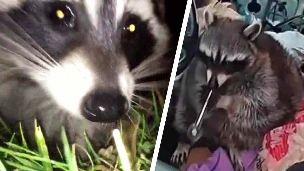 Raccoon looking into camera / Raccoon holding a crack pipe