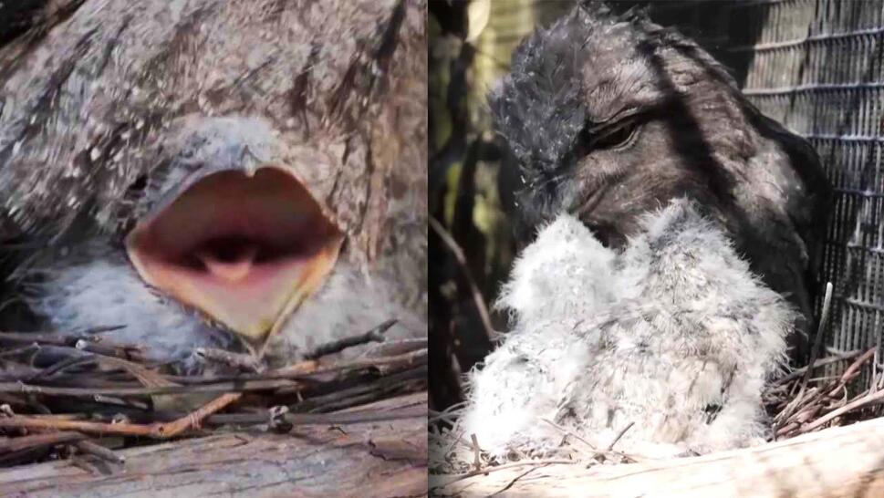 Tawny frogmouth chicks
