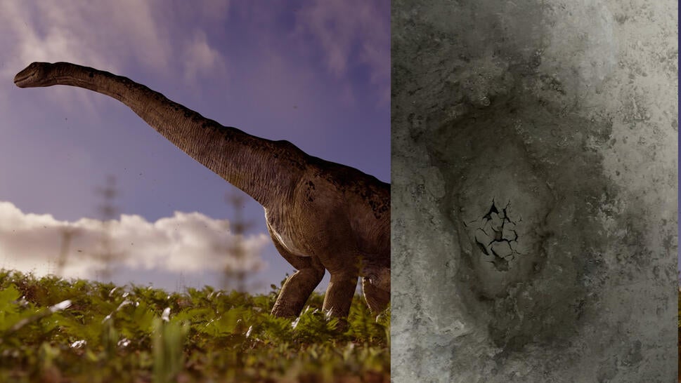 split image of stock animation of Sauropod/fossilized dinosaur footprint
