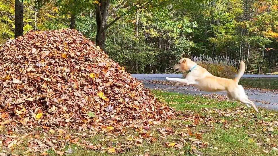 Golden retriever jumping into a large pile of leaves