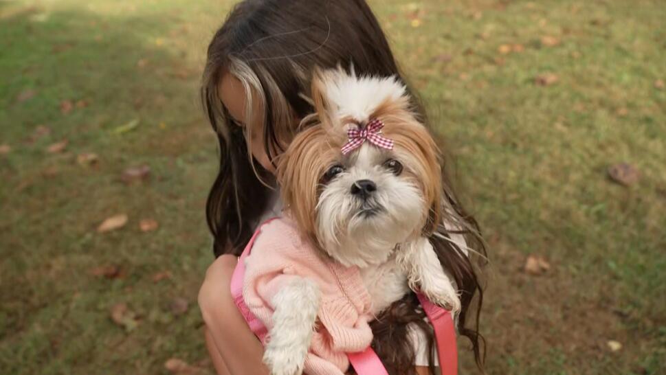 Shih Tzu, Princess