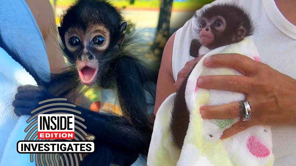 Baby spider monkey clinging to a white towel / Baby spider monkey wrapped in a baby blanket