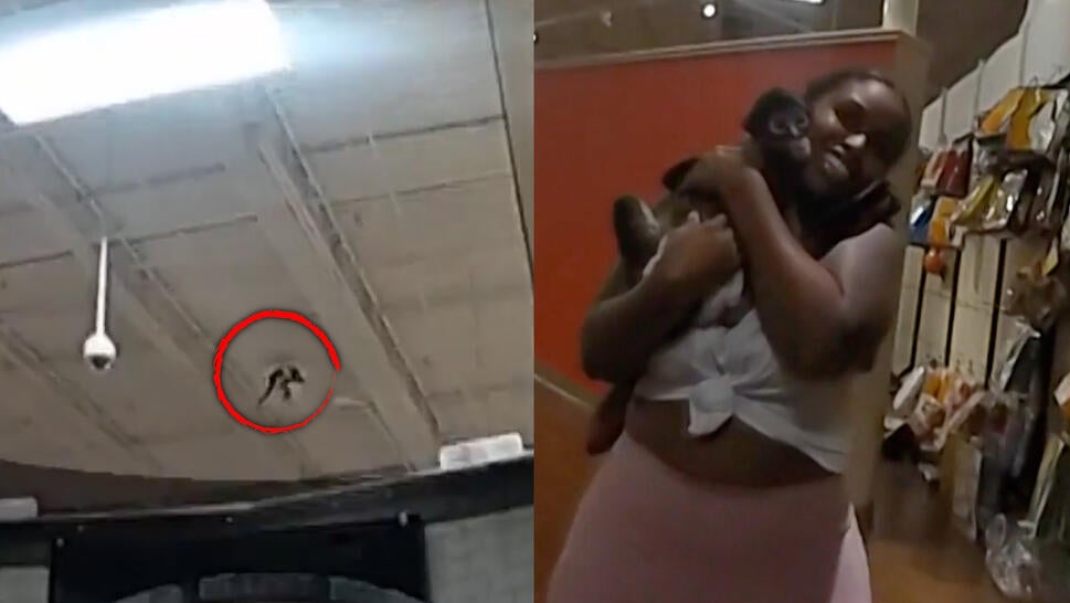 Monkey on warehouse ceiling, woman holding pet monkey