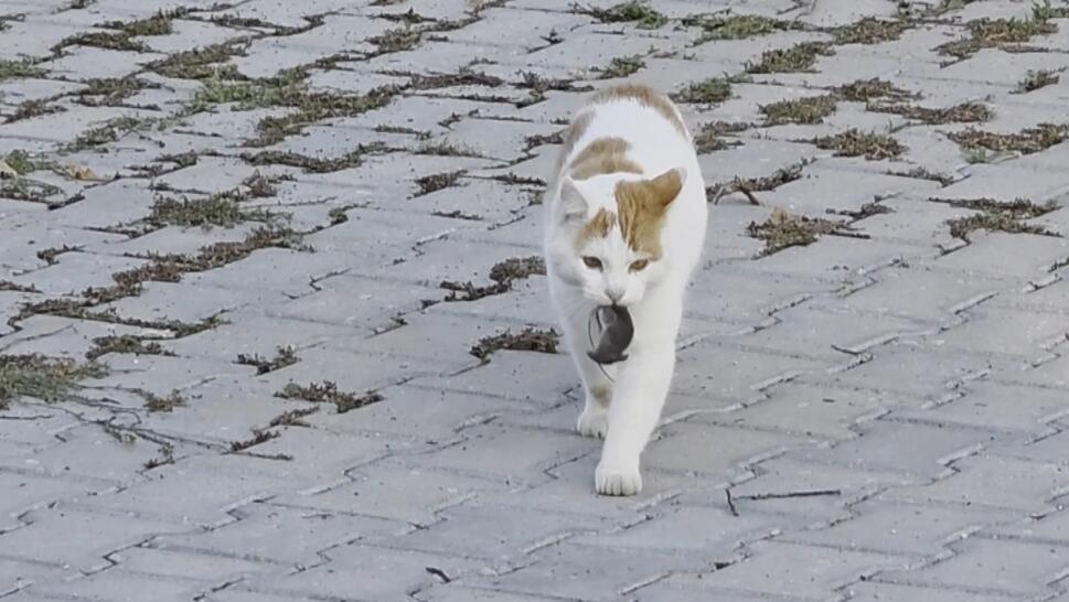Cat Terrorizes Mouse 