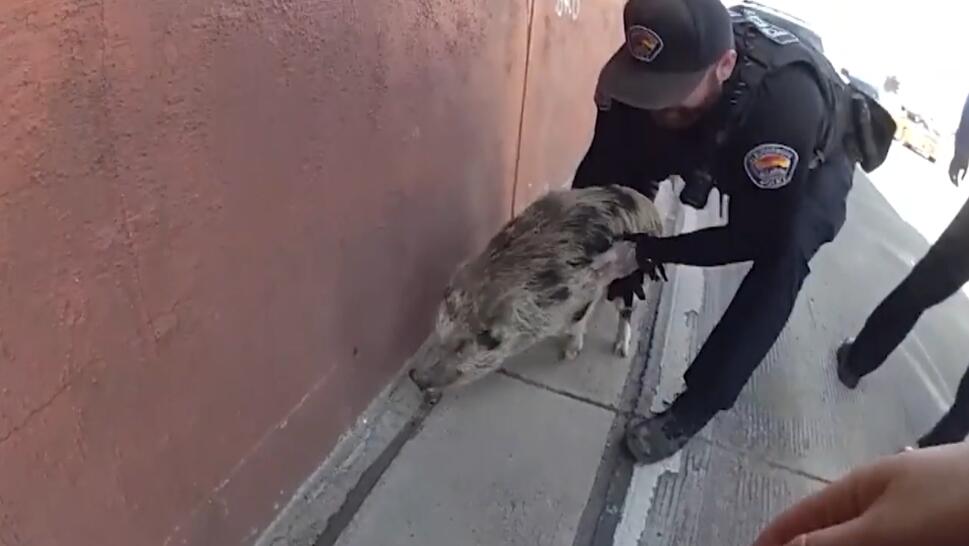 Cops Chase Wild Pig Running Around Highway
