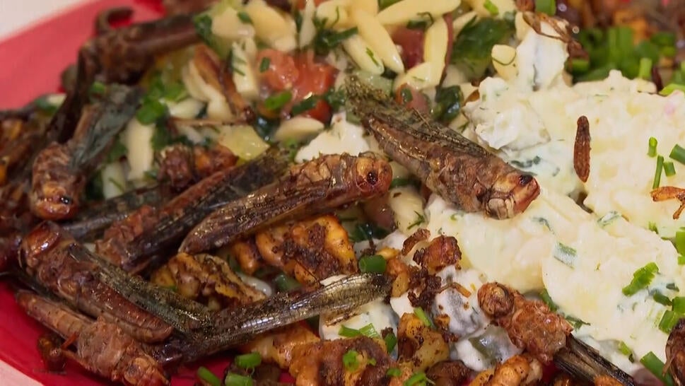 salad with prepared insects