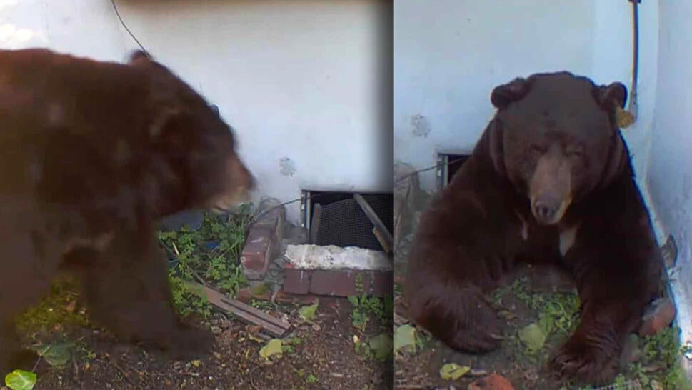 Bear walking toward house with a crawlspace opening / Large bear trying to exit a small crawlspace