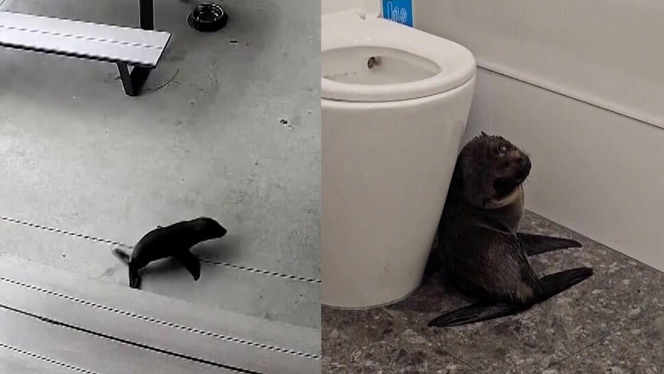 split image of baby seal outside bar/baby seal cowering next to toilet
