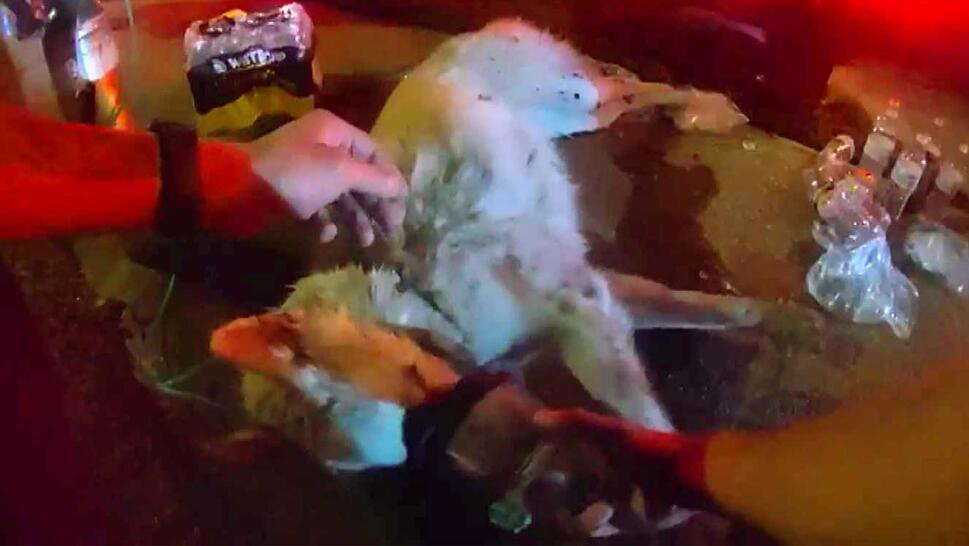 Husky dog laying on ground receiving oxygen through a mask