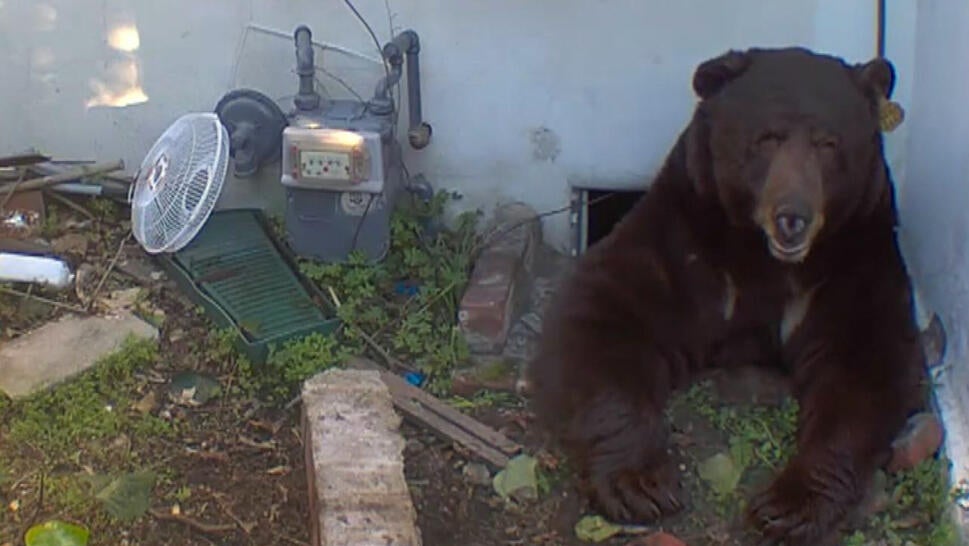Bear emerging from crawlspace under house