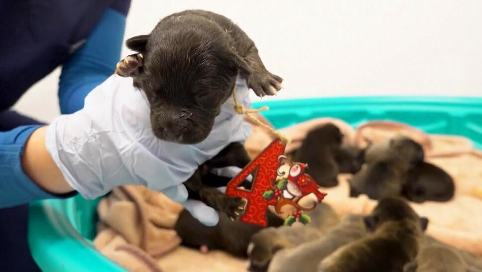Vet holding a puppy up toward the camera