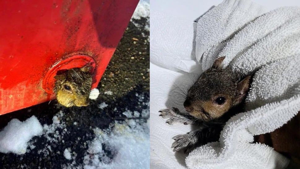 Squirrel's head stuck in dumpster drain, squirrel wrapped in towel
