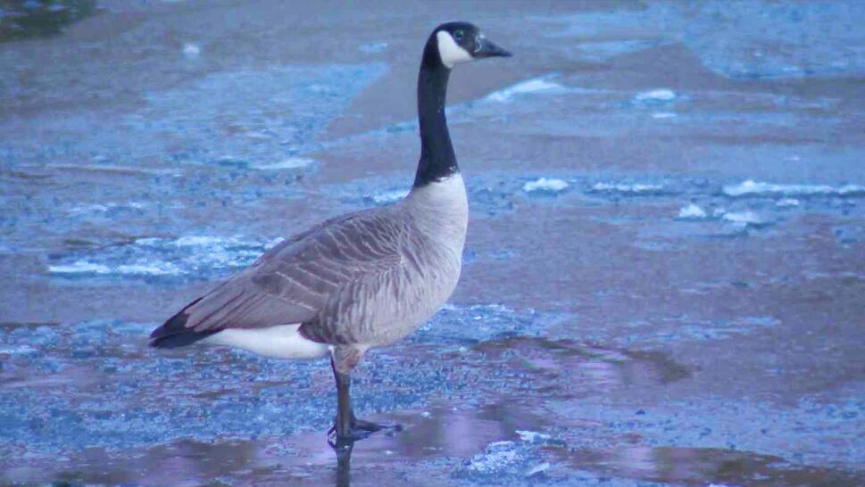 Goose standing in water