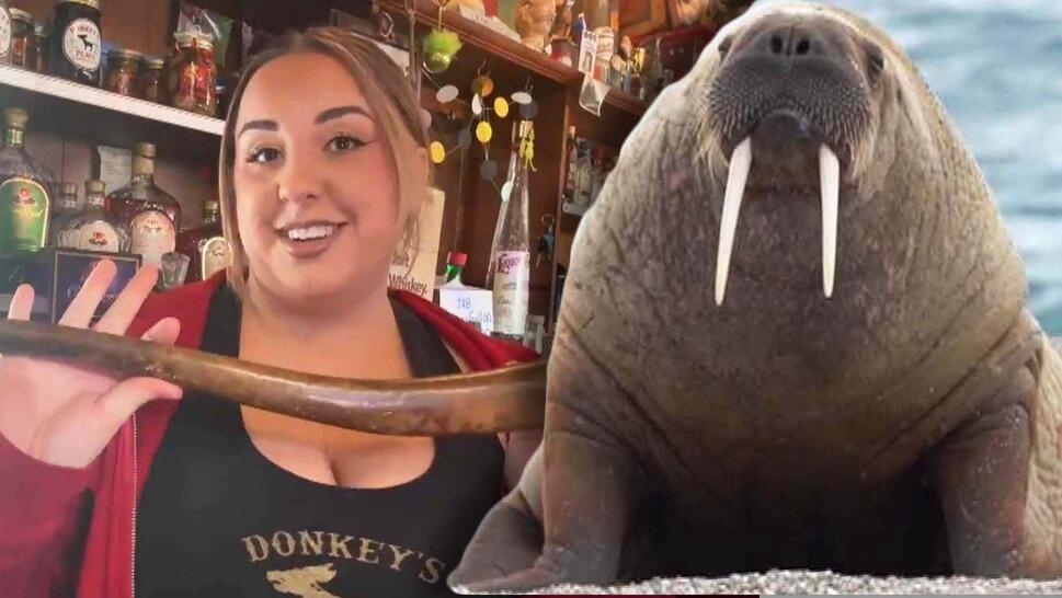 Woman holding walrus penis artifact / Walrus on the beach