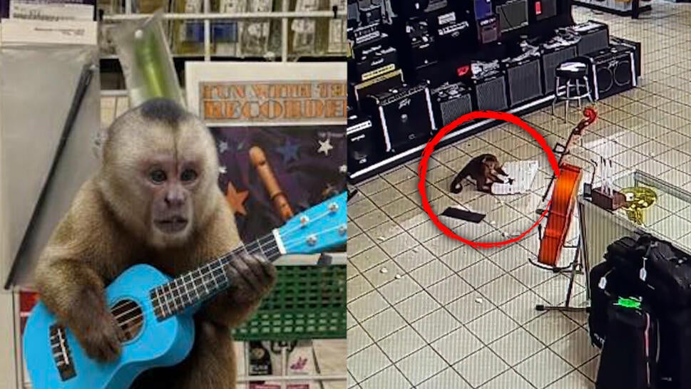 Chester the monkey playing guitar, smashing styrofoam