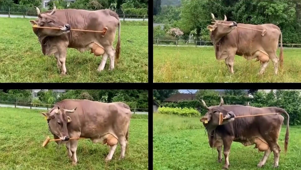 Cow scratches itself with broom