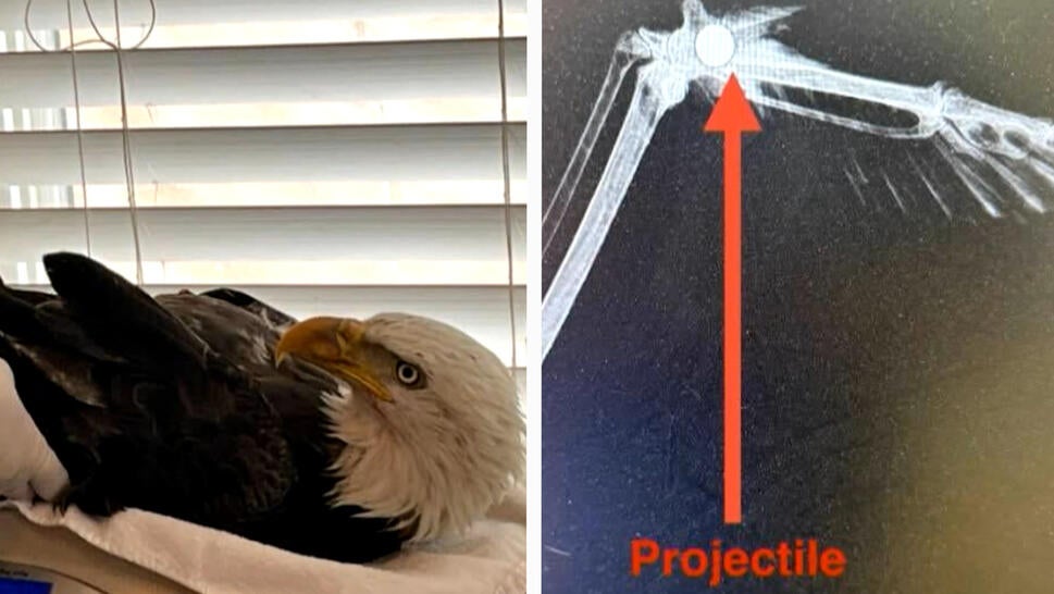 Bald Eagle After Being Shot