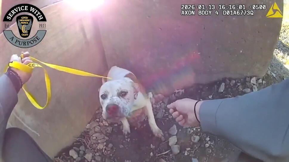 dog abandoned on a highway