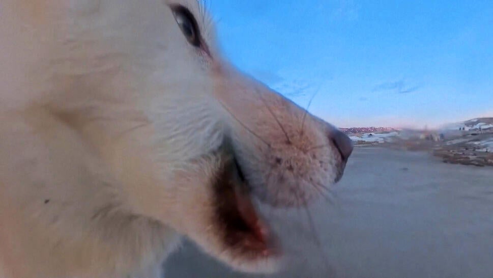 Side profile of a white dog's face as it carries a 360 camera in its mouth